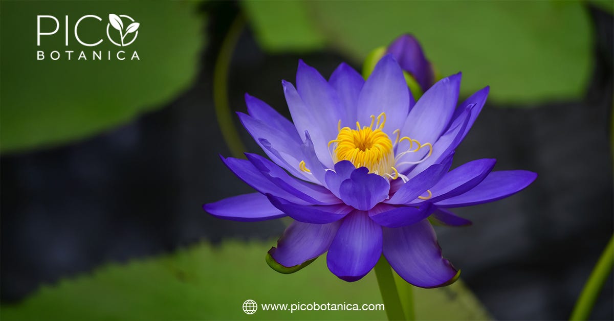 How Blue Lotus Flower Tea May Help Reduce Stress | by Pico Botanica | Feb, 2025 | Medium