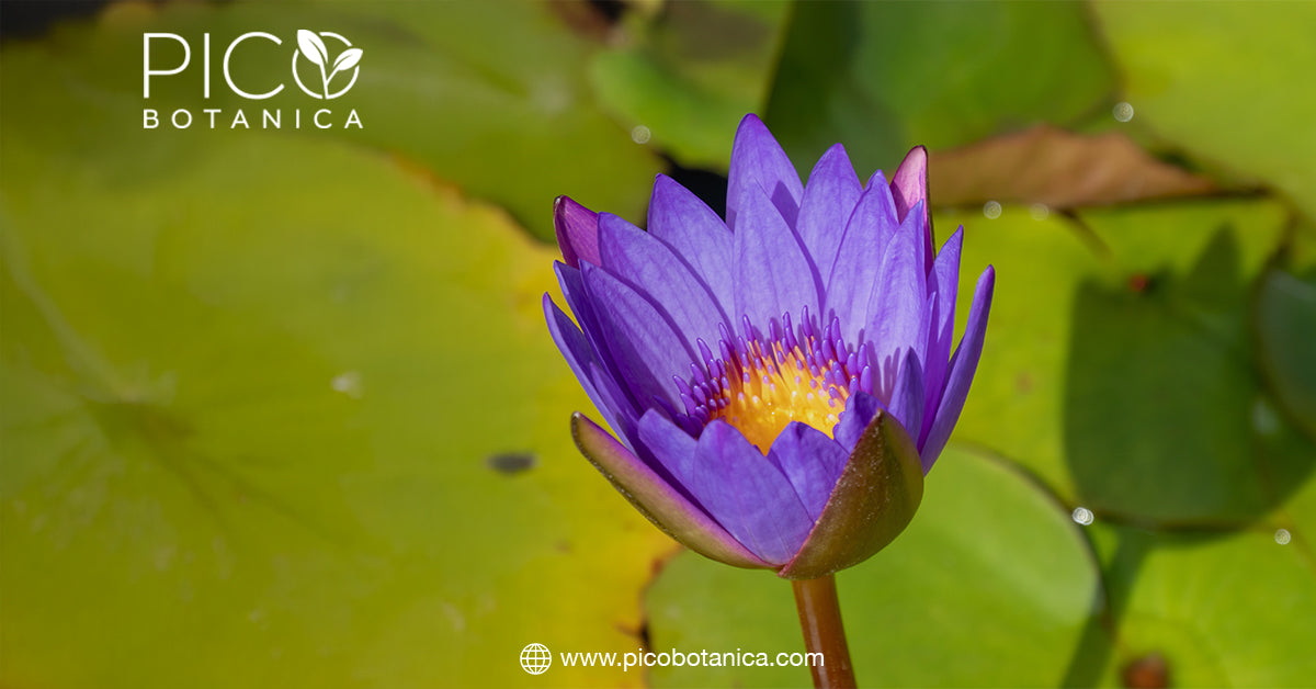 The Unique Flavor Profile of Blue Lotus Tea– PicoBotanica