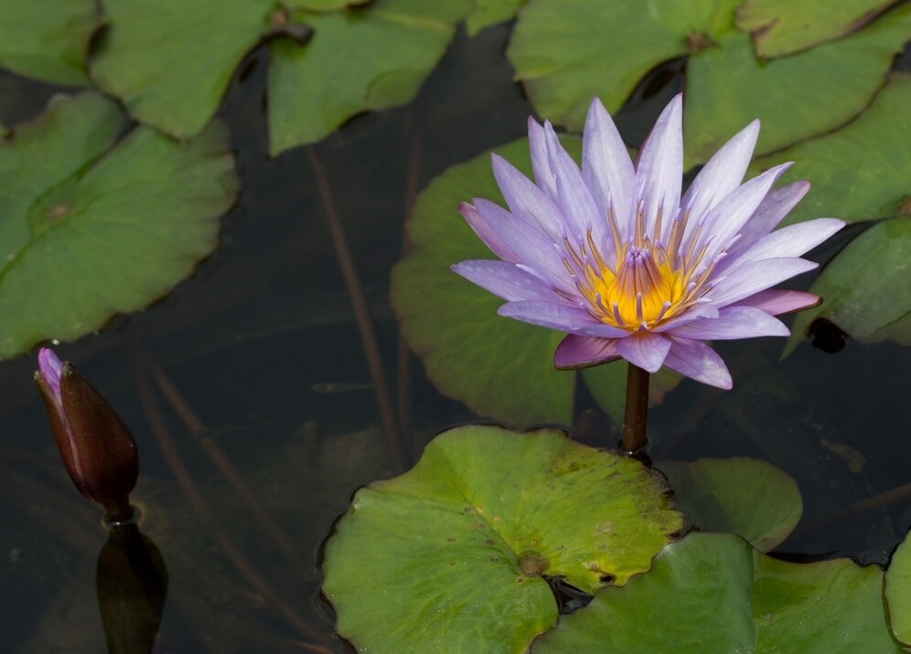 How Blue Lotus Flower Can Help With Sleep Disorders and Promote Relaxation – @picobotanica on Tumblr