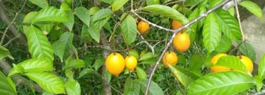 Ibogaine Treatment Center Profile Picture