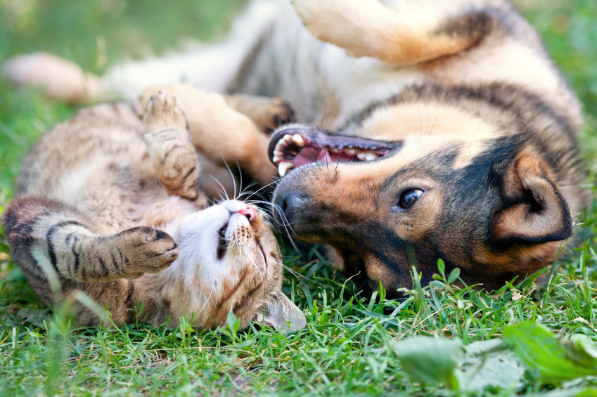 How to Clean Dog & Cat Urine, Poop from Rug - Blog