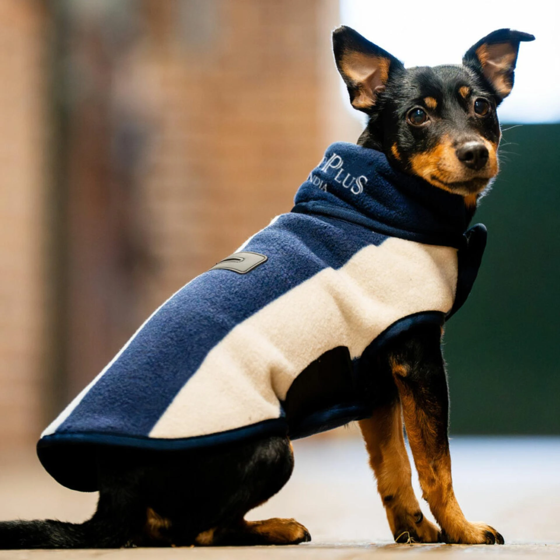How to Start a Private Label Pet Brand with Strategies for Growth and Sustainability -  WriteUpCafe