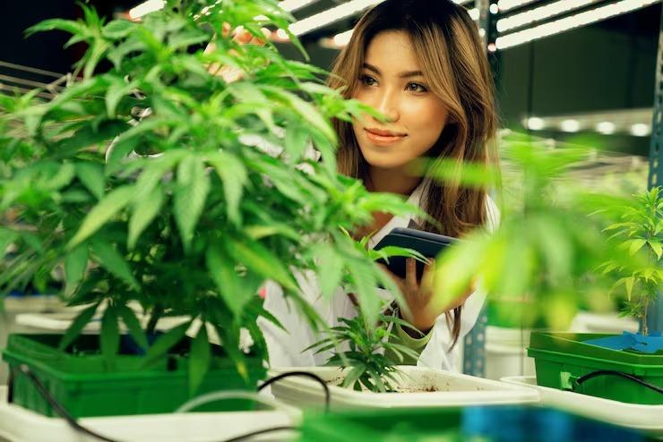 Trusted Cannabis Store in Albany for Every Lifestyle – Dark...