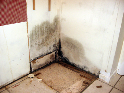 Professional Mould Remediation Services Mississauga